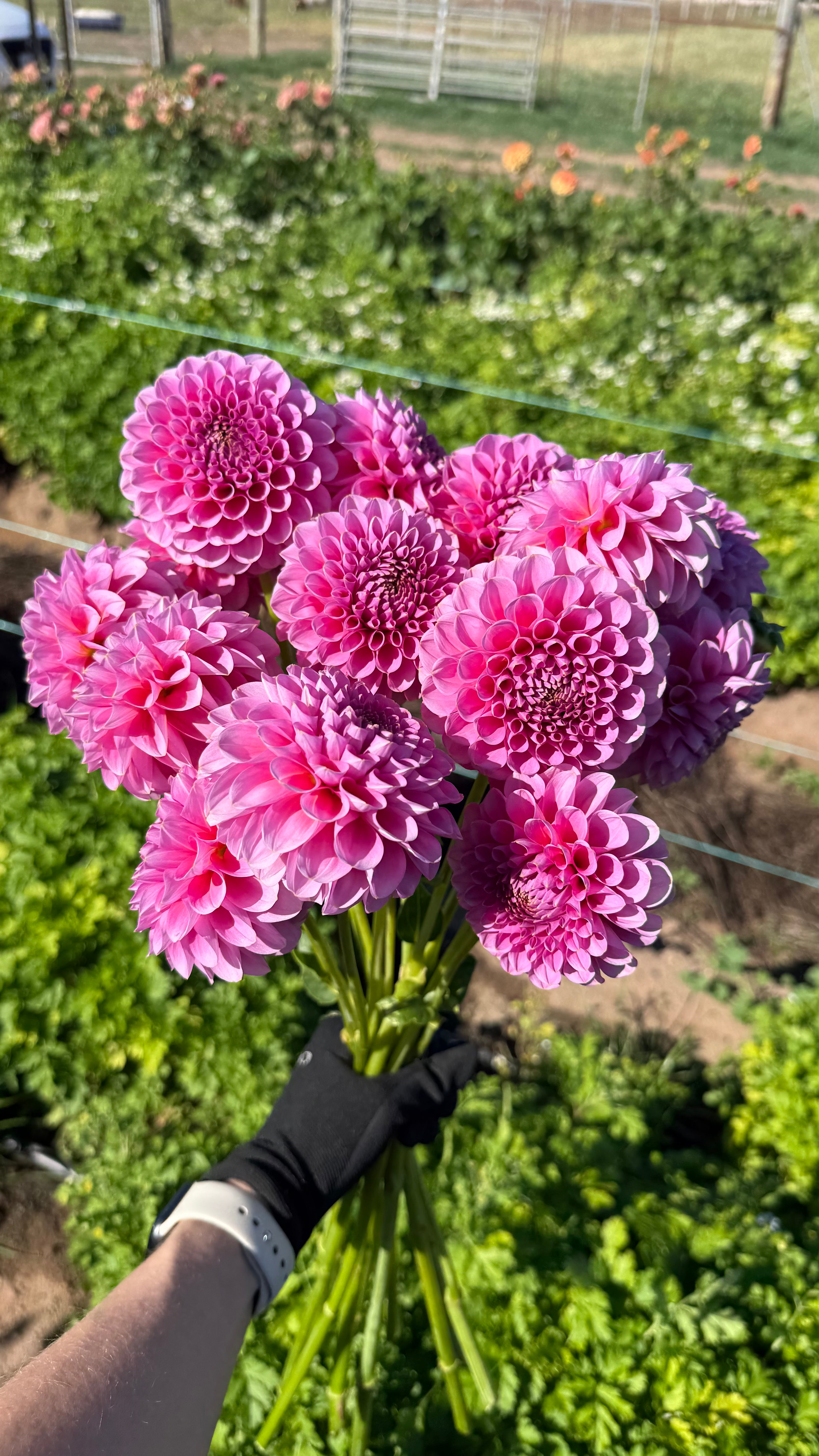 Florelie Lizzie Lou