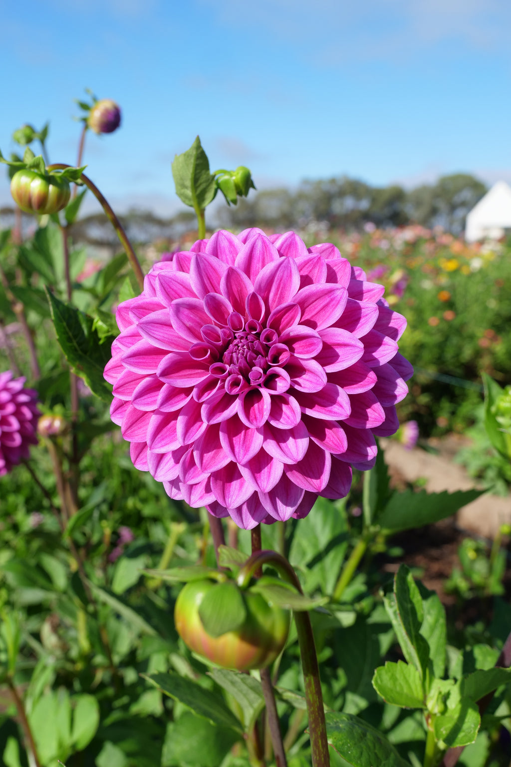 Florelie Jeanette