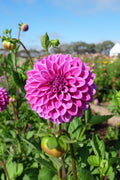 Florelie Jeanette
