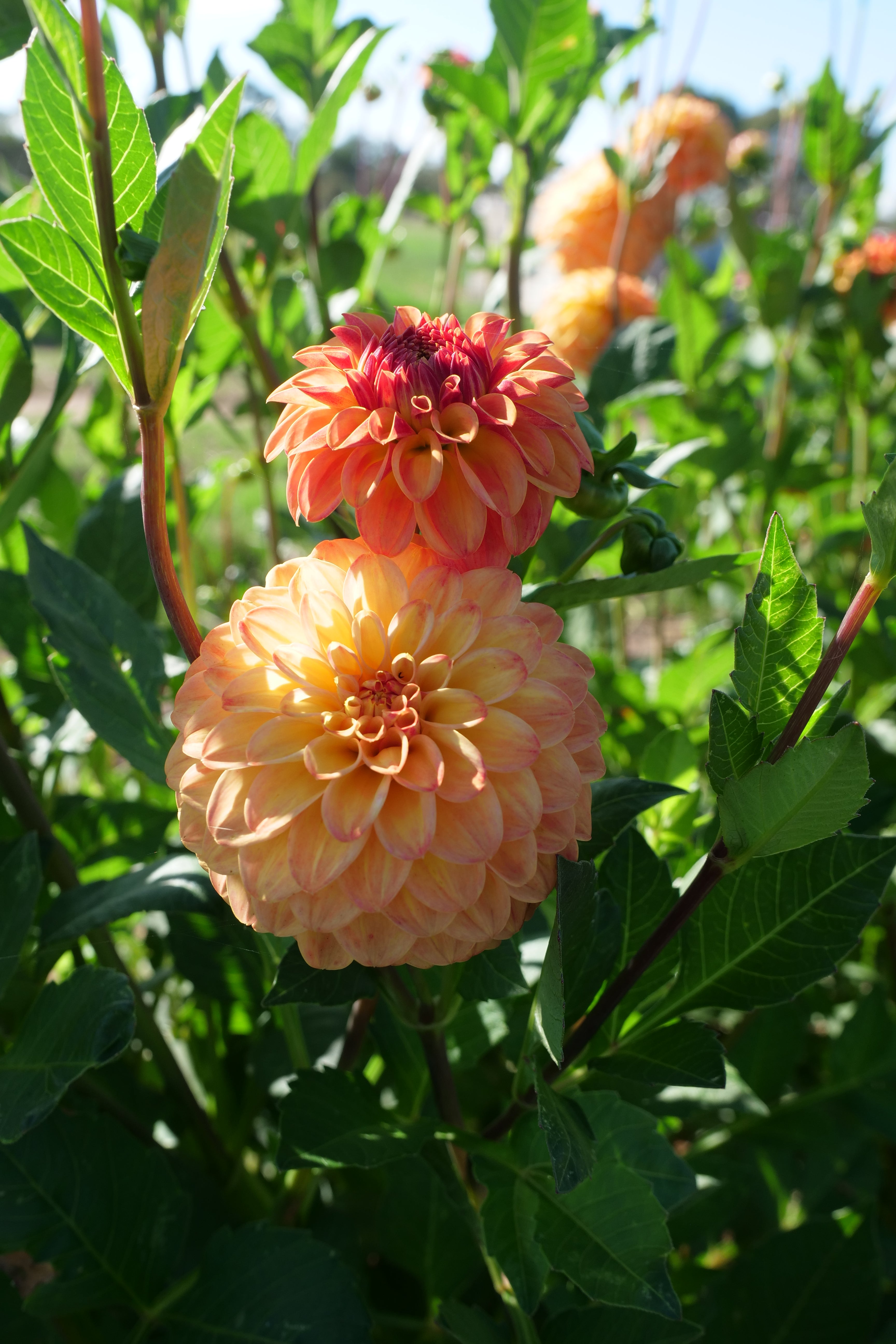 Florelie Mandarin