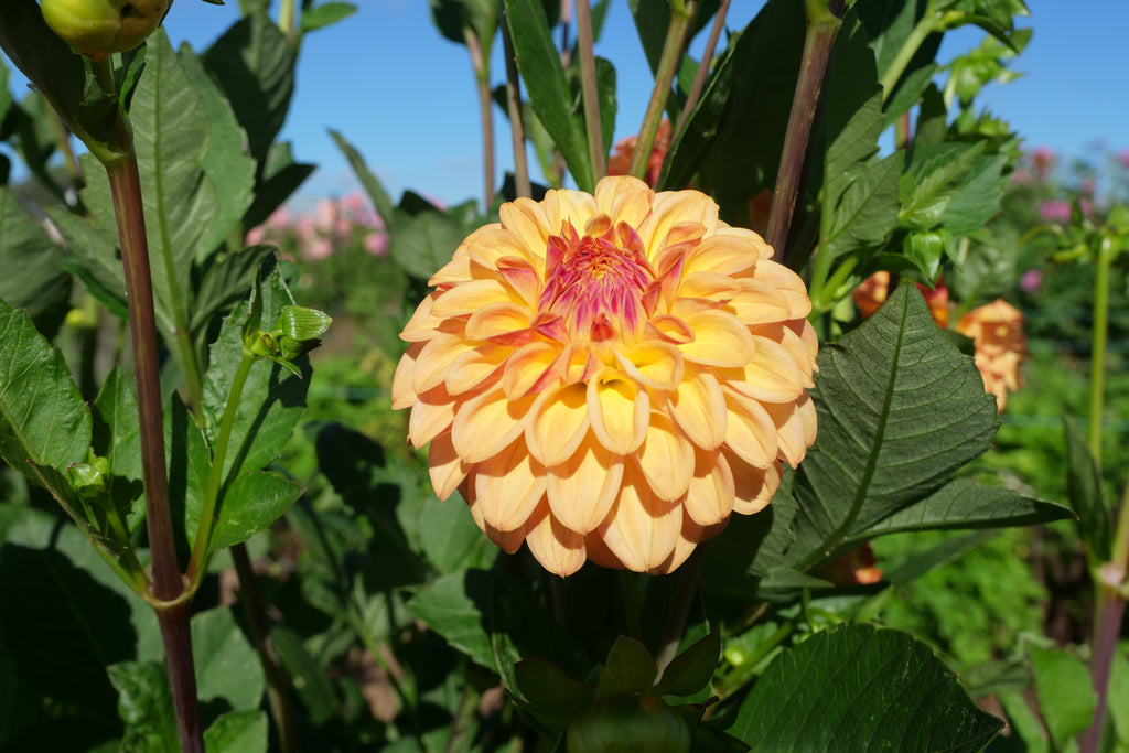 Florelie Mandarin