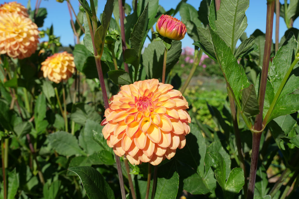 Florelie Mandarin