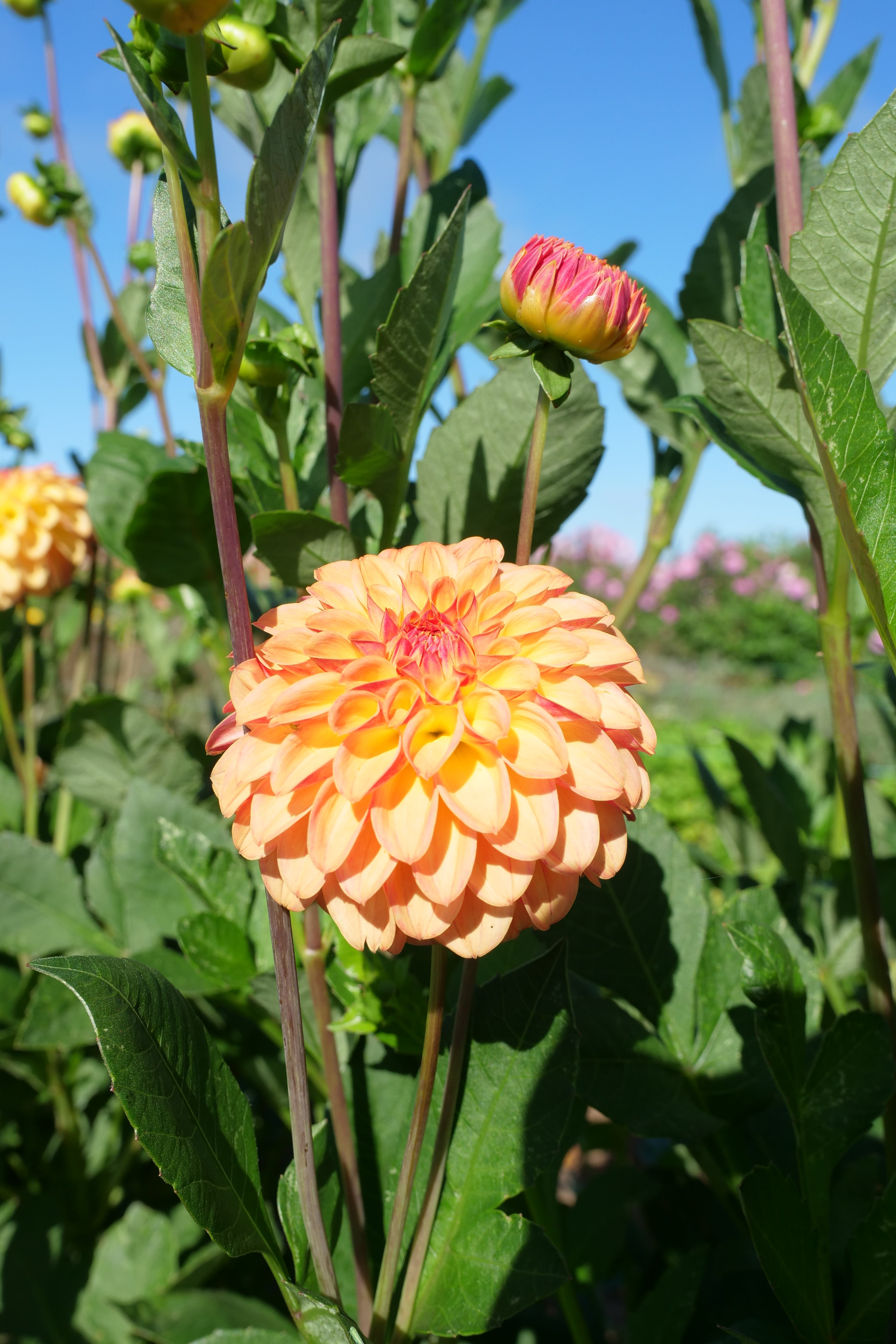 Florelie Mandarin