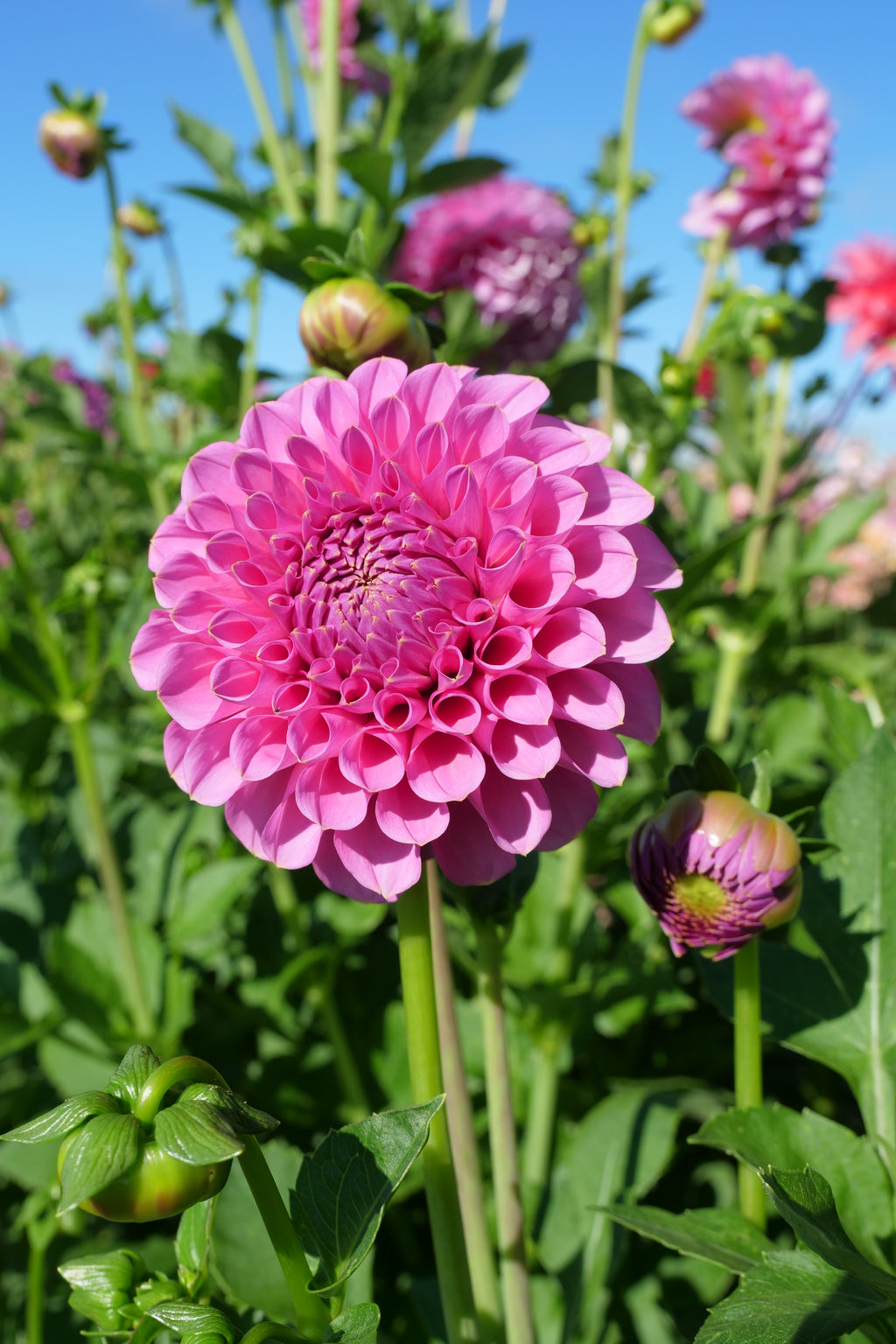 Florelie Lizzie Lou