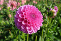 Florelie Lizzie Lou