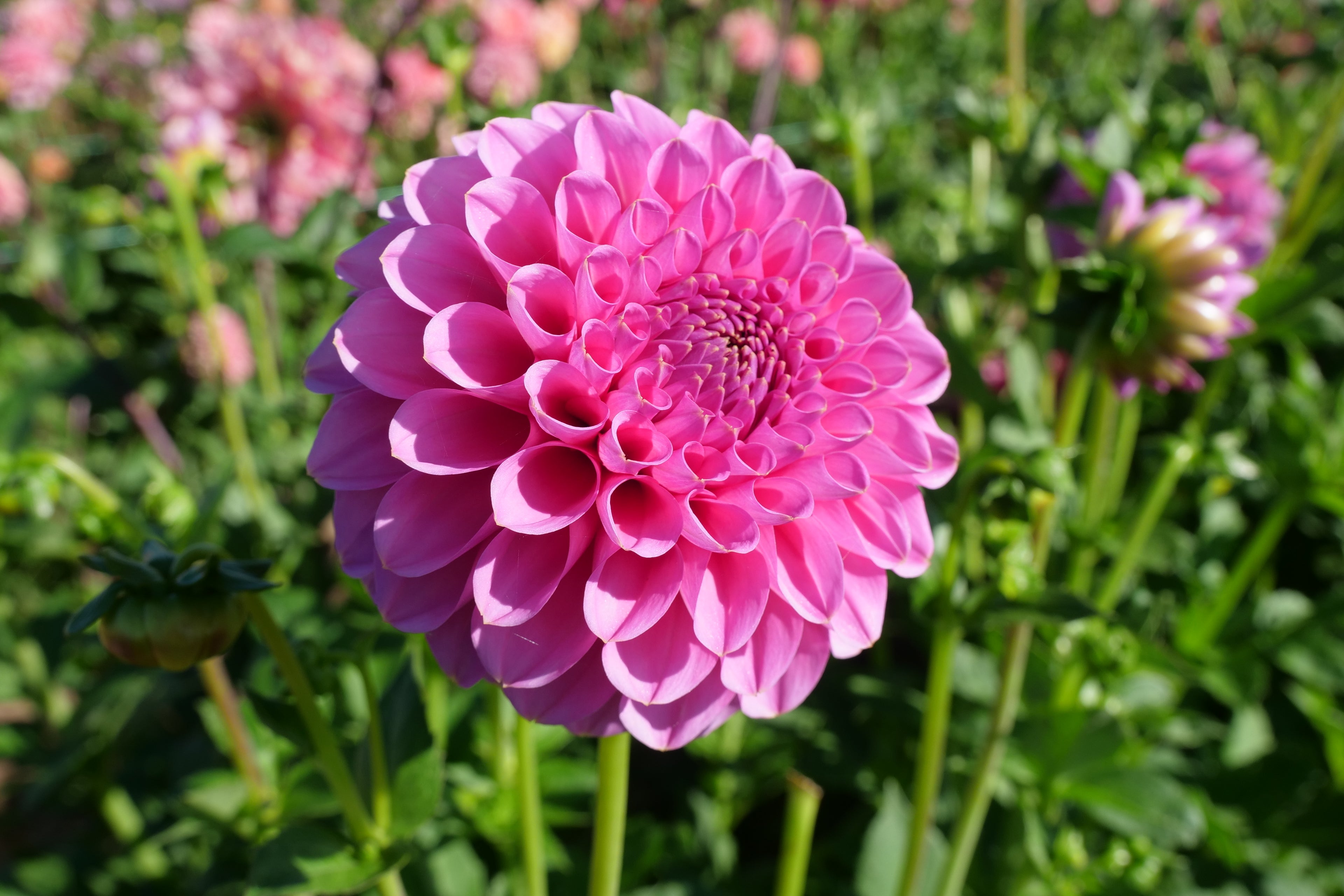 Florelie Lizzie Lou