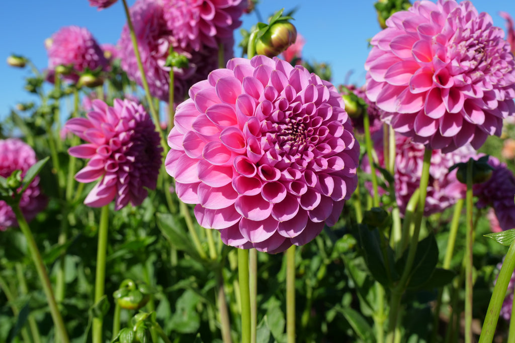 Florelie Lizzie Lou