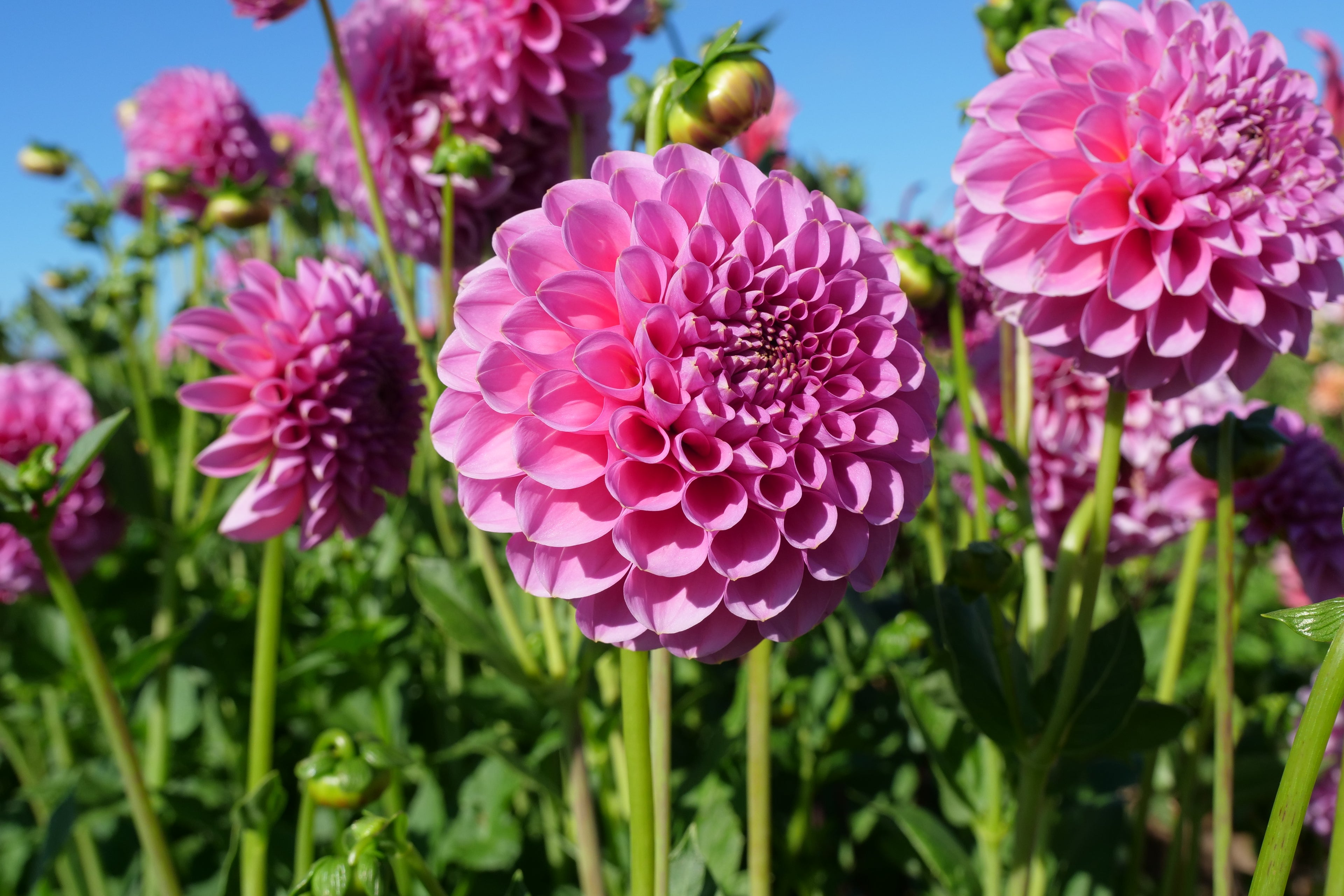 Florelie Lizzie Lou
