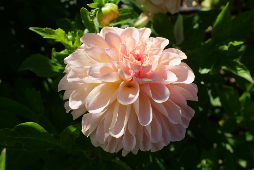 Salmon Joy