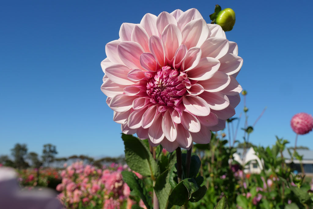 Florelie Antique