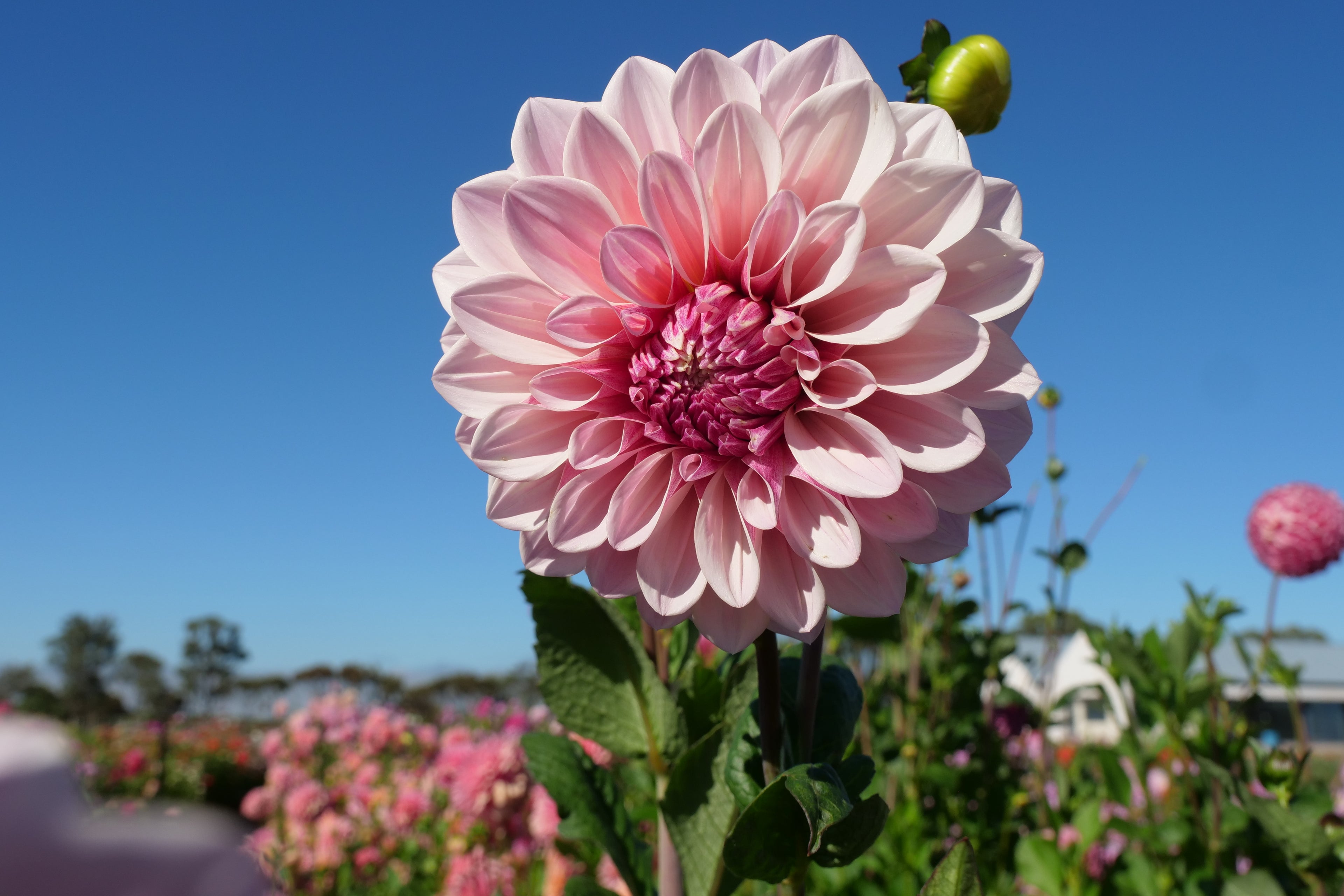 Florelie Antique