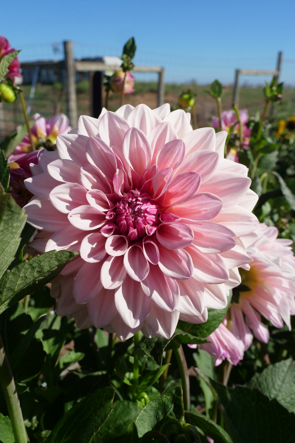 Florelie Antique