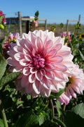 Florelie Antique