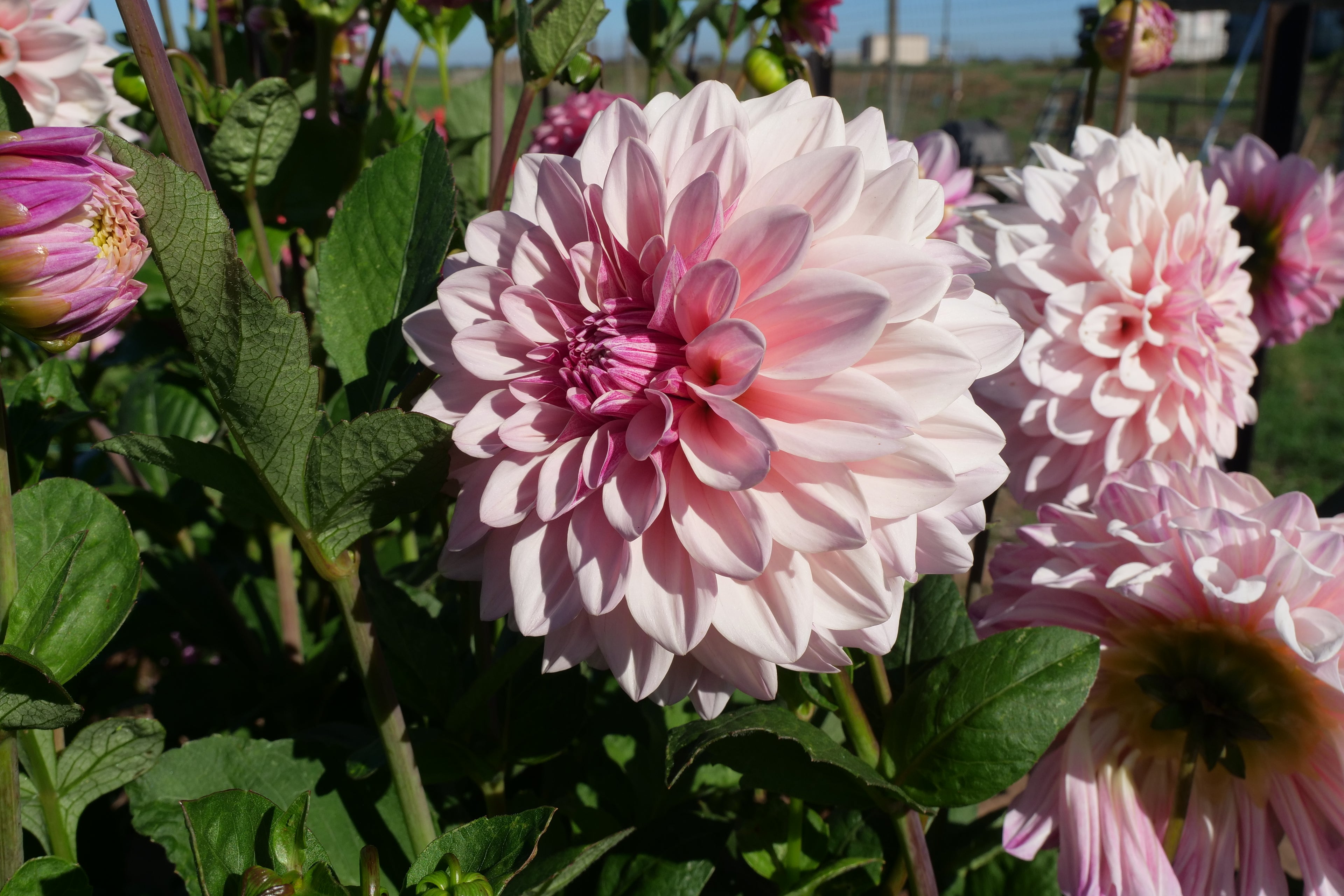 Florelie Antique