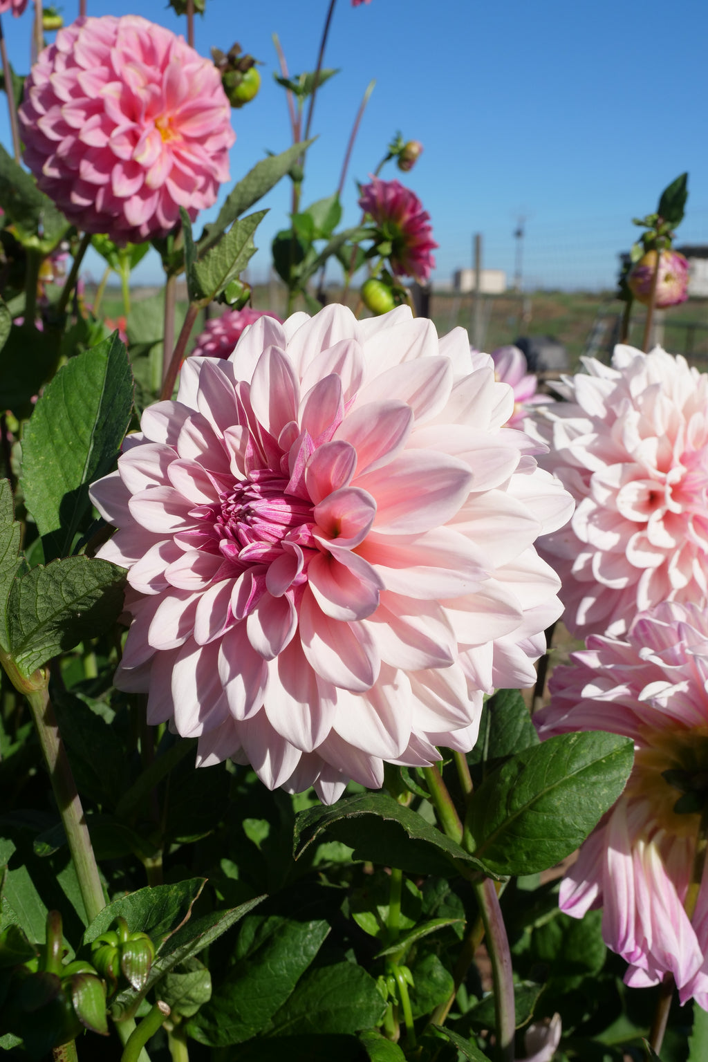 Florelie Antique