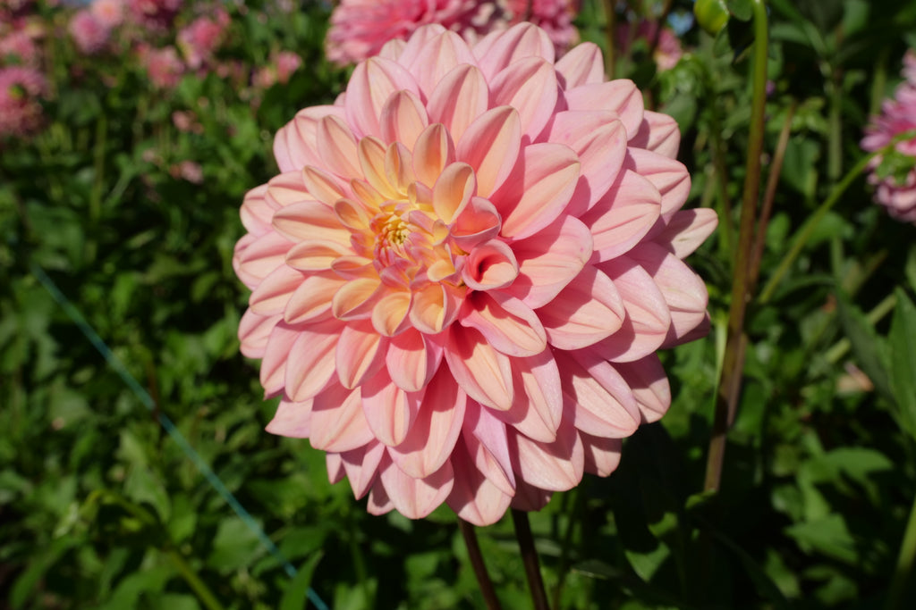 Florelie Kindness