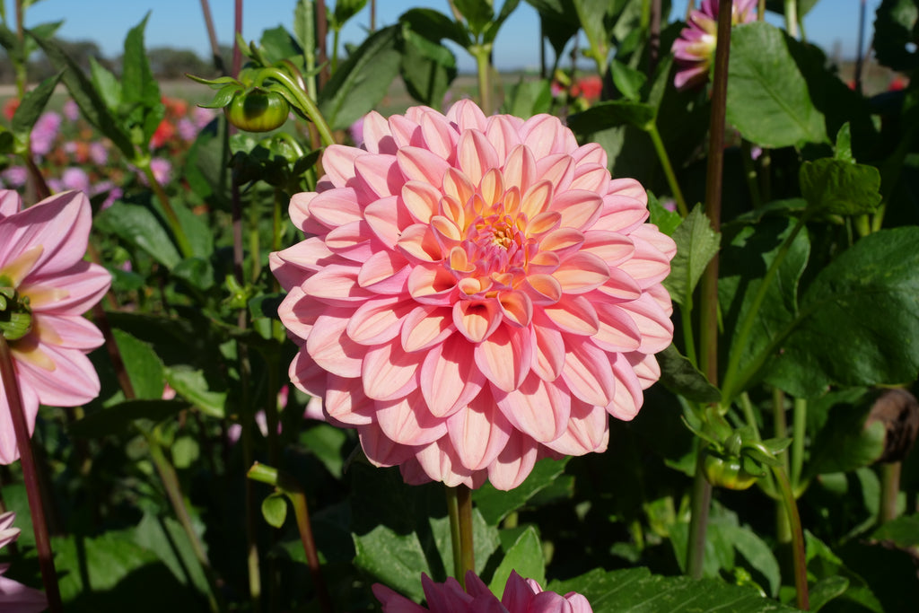Florelie Kindness