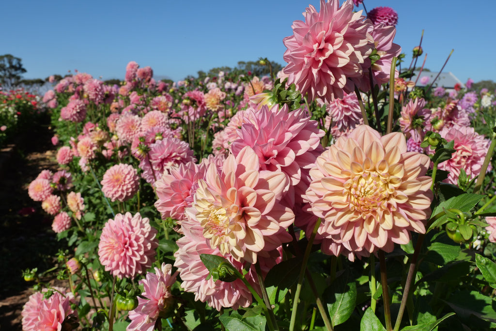 Florelie Kindness