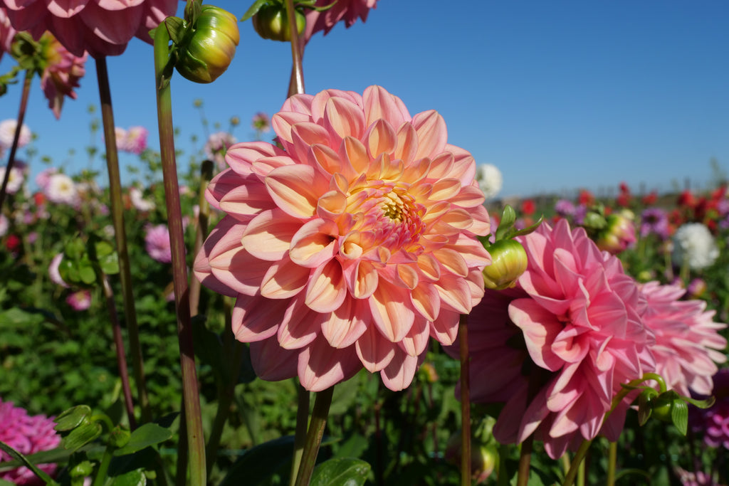 Florelie Kindness