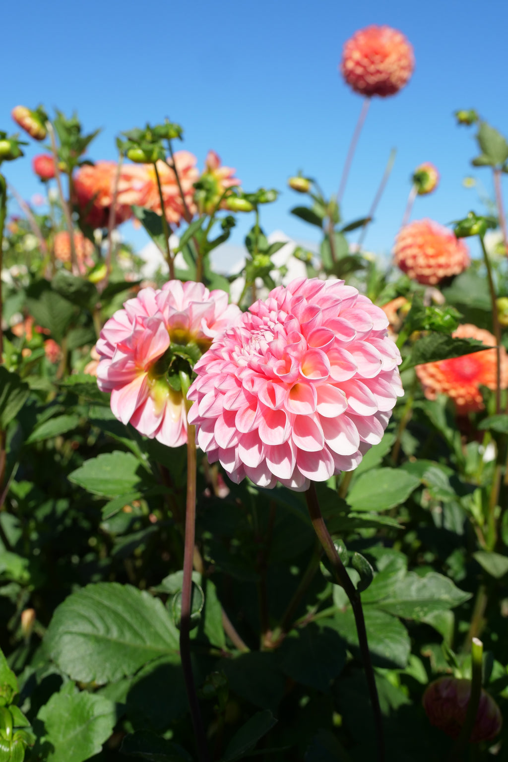 Florelie Angostura
