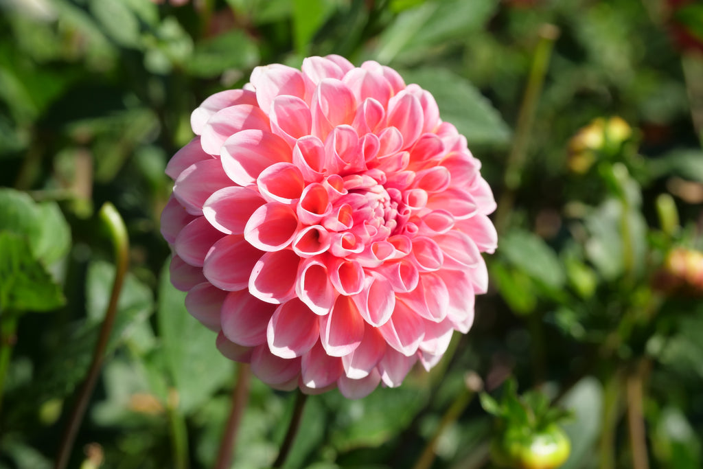 Florelie Angostura