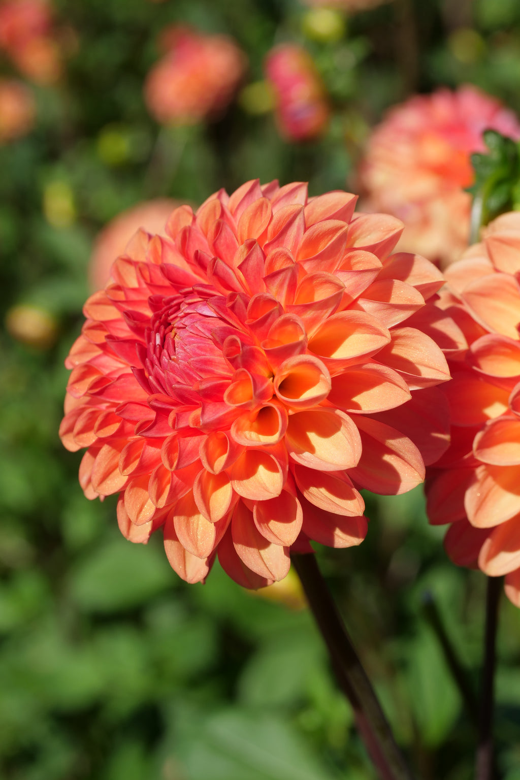 Florelie Angostura