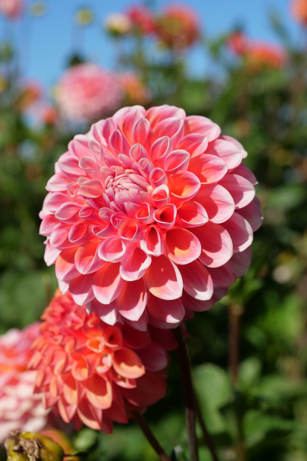 Florelie Angostura