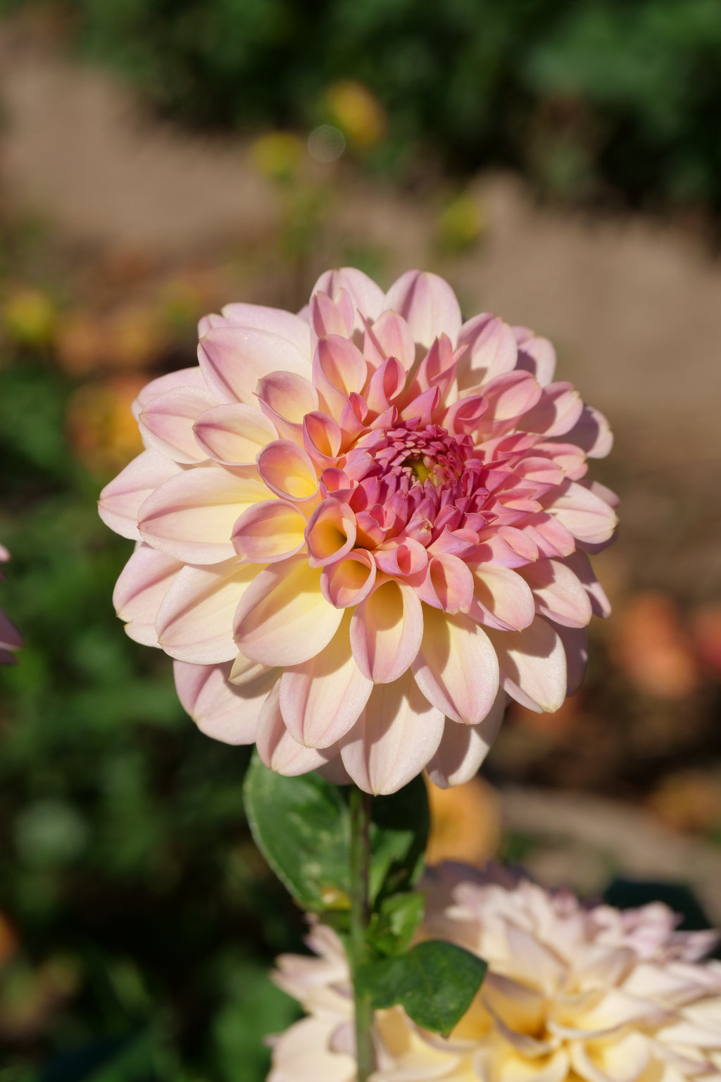 Florelie Toffee