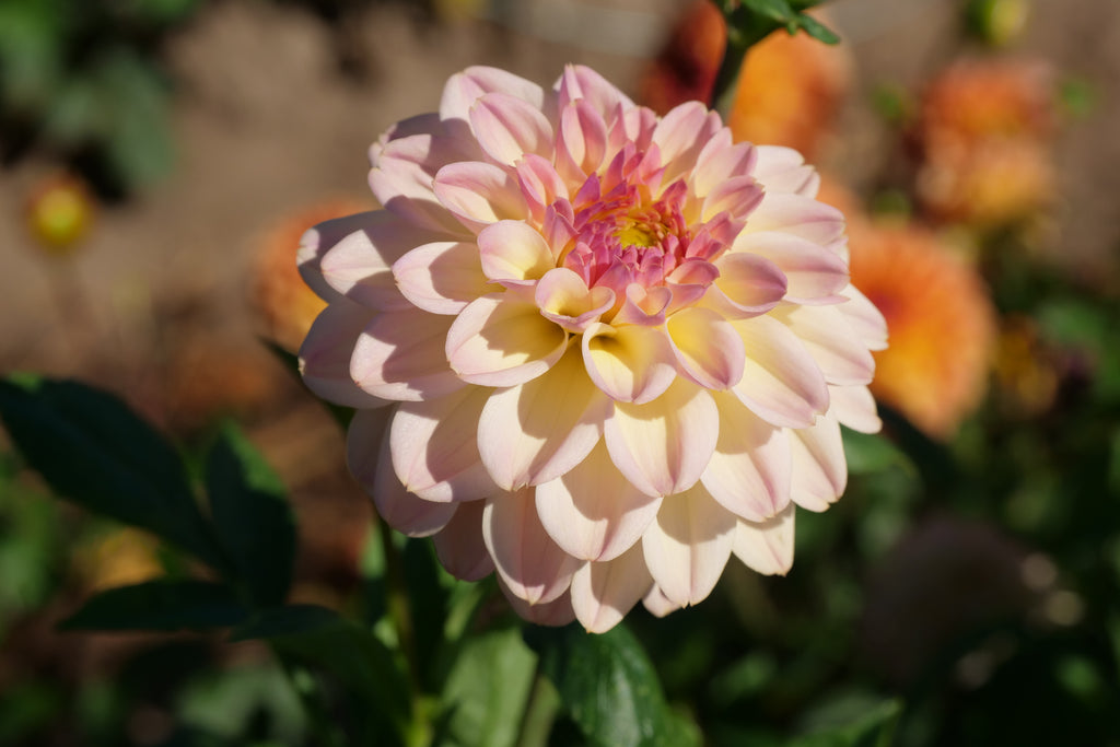 Florelie Toffee