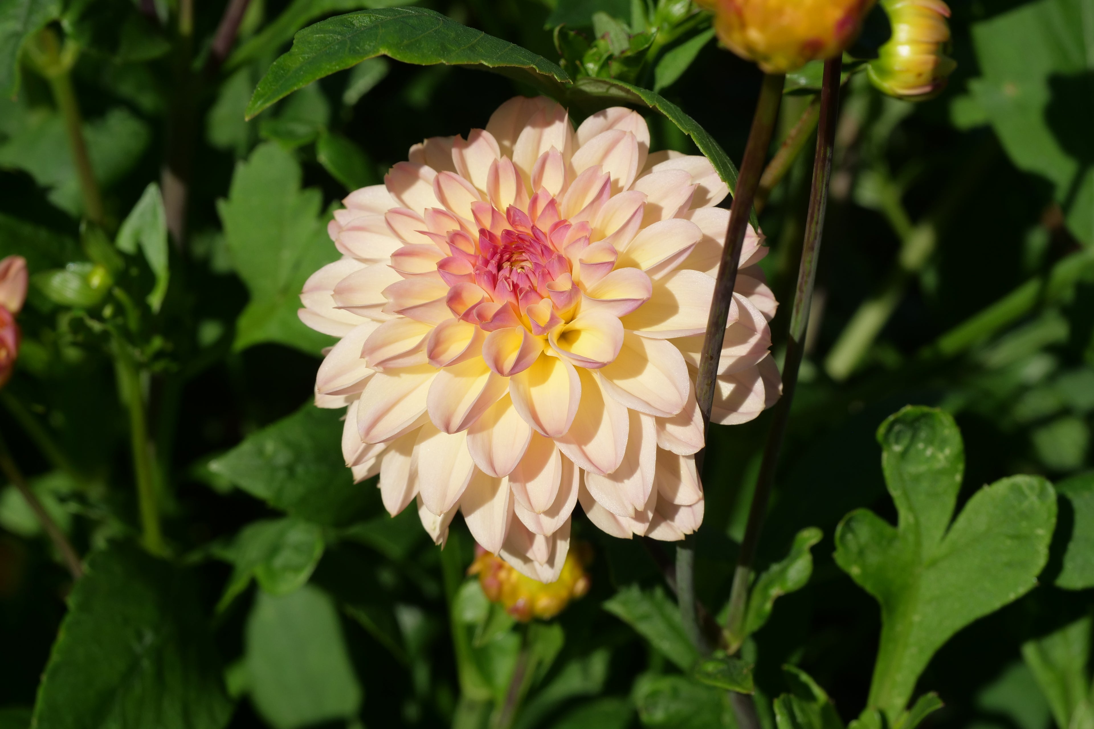 Florelie Toffee