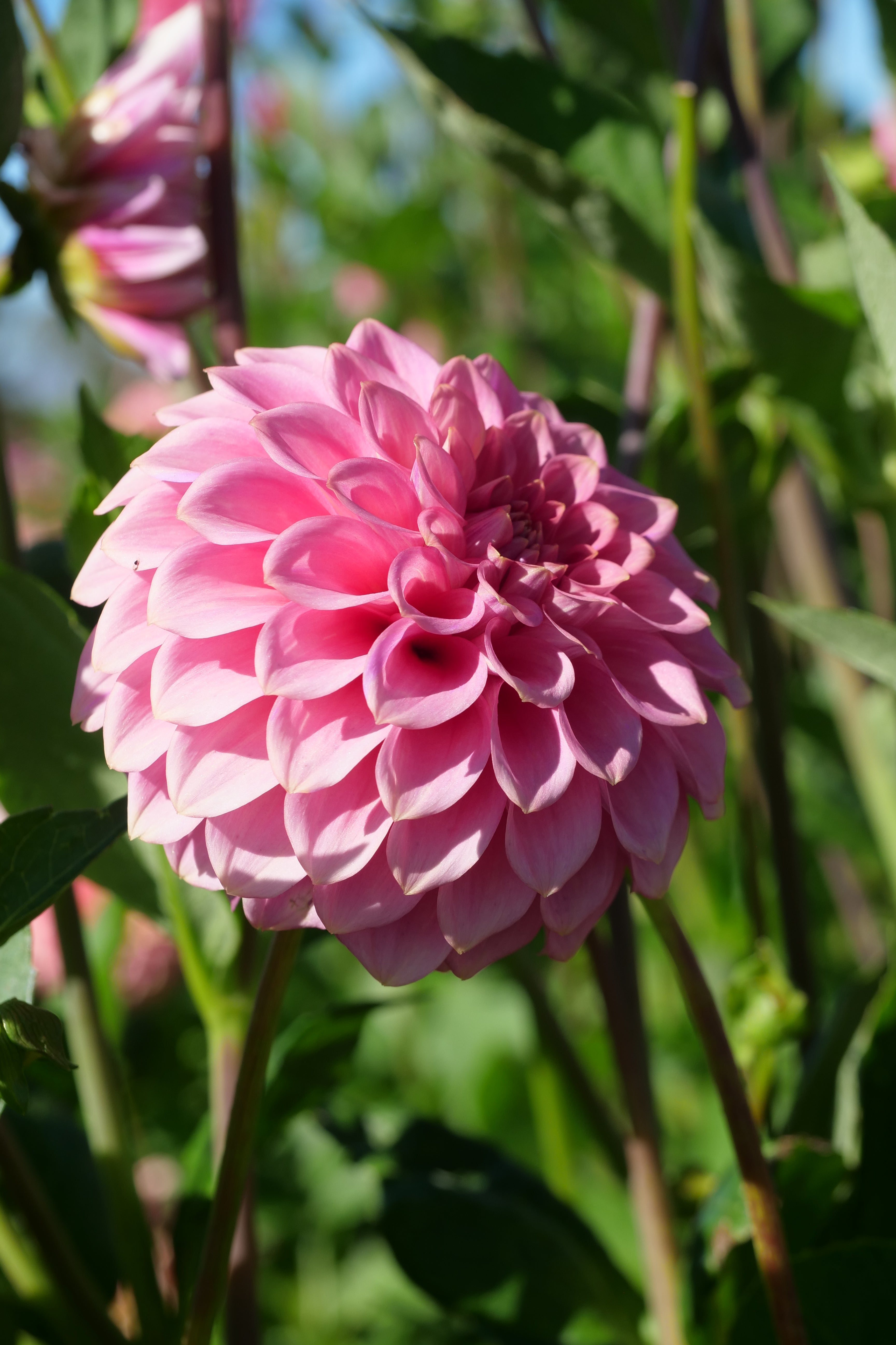 Florelie Flamingo