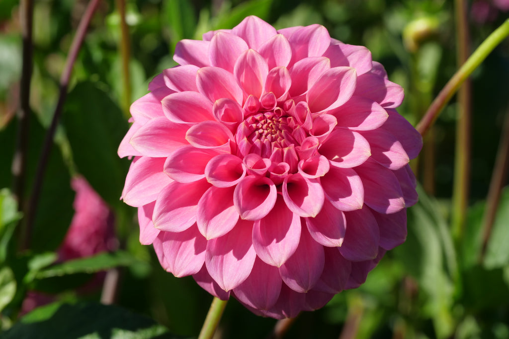 Florelie Flamingo