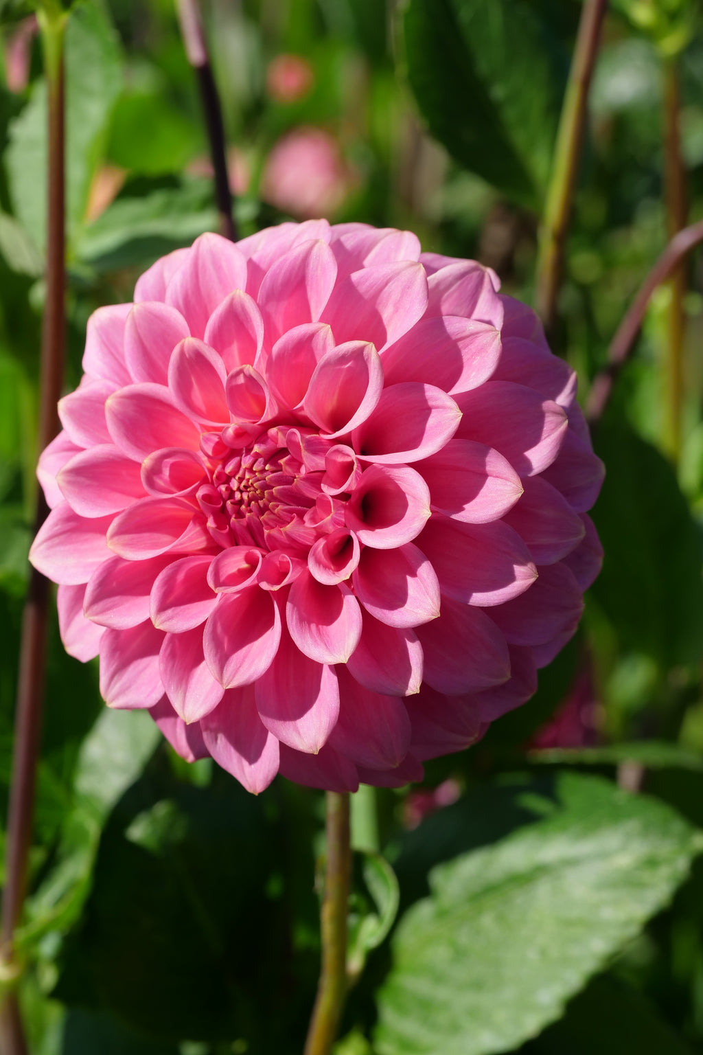 Florelie Flamingo