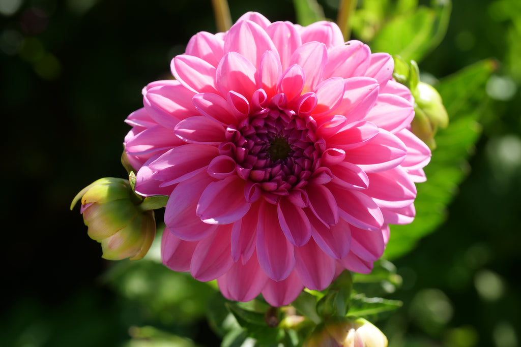 Pink Show
