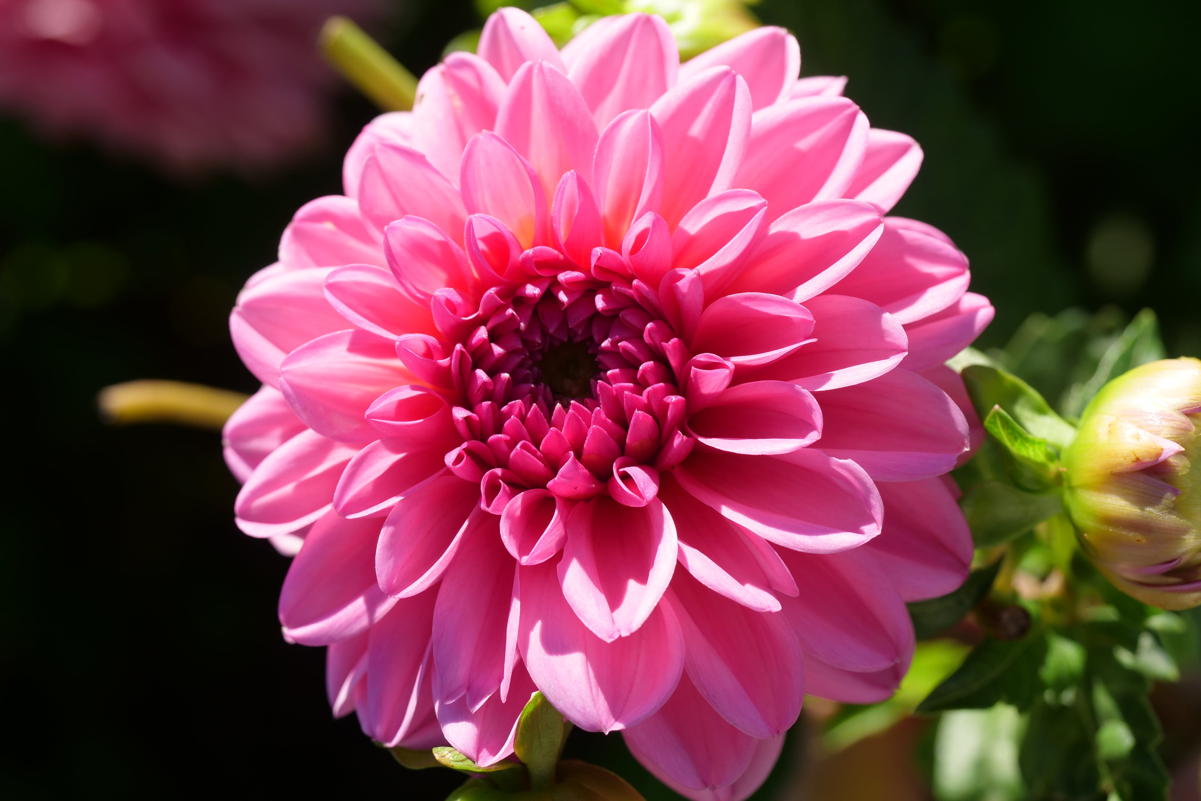Pink Show