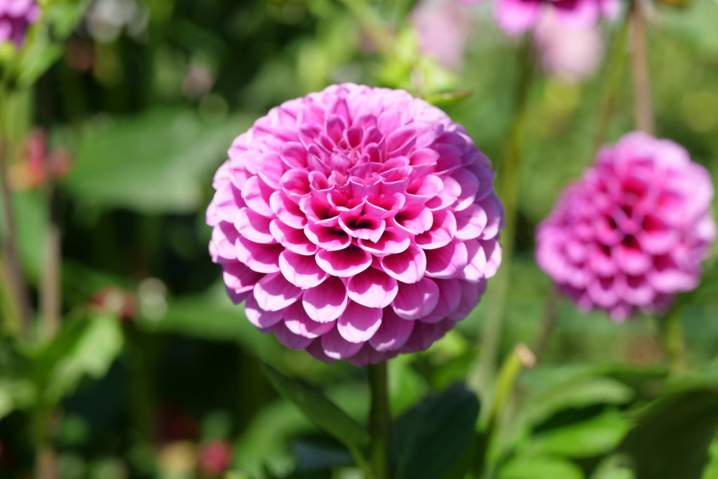 Florelie Boysenberry