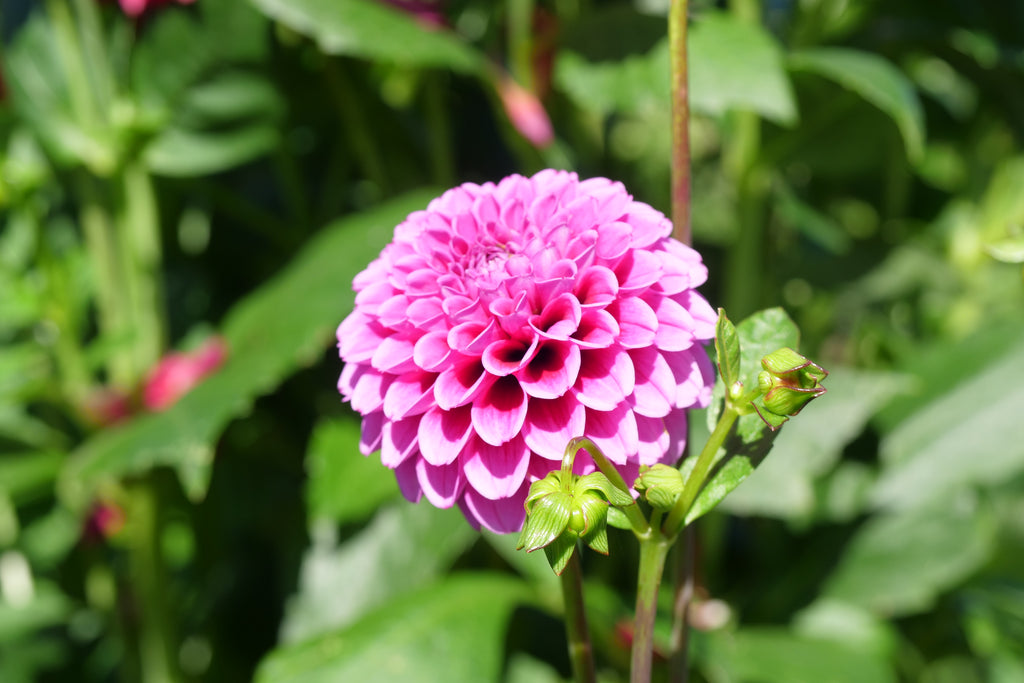 Florelie Boysenberry