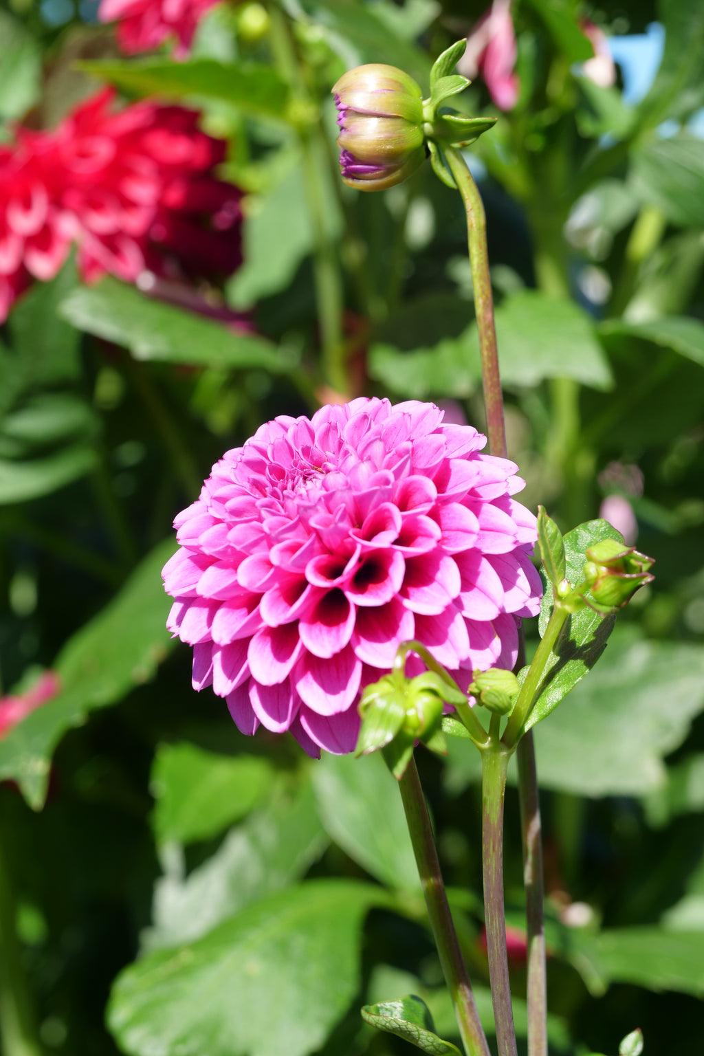 Florelie Boysenberry