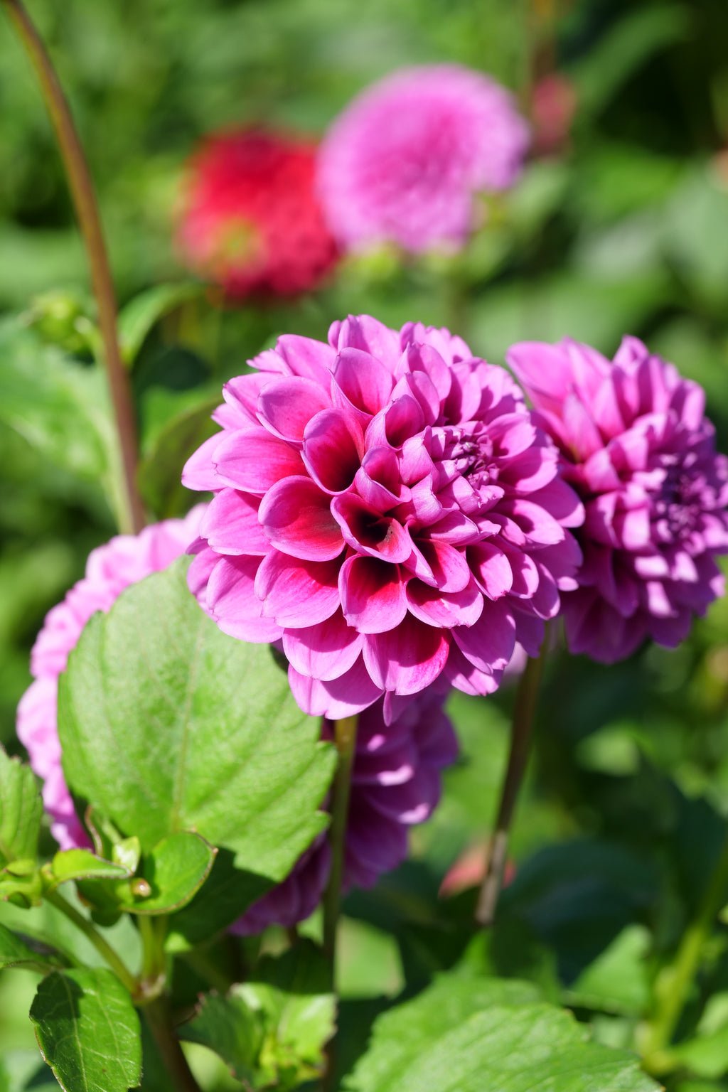 Florelie Boysenberry