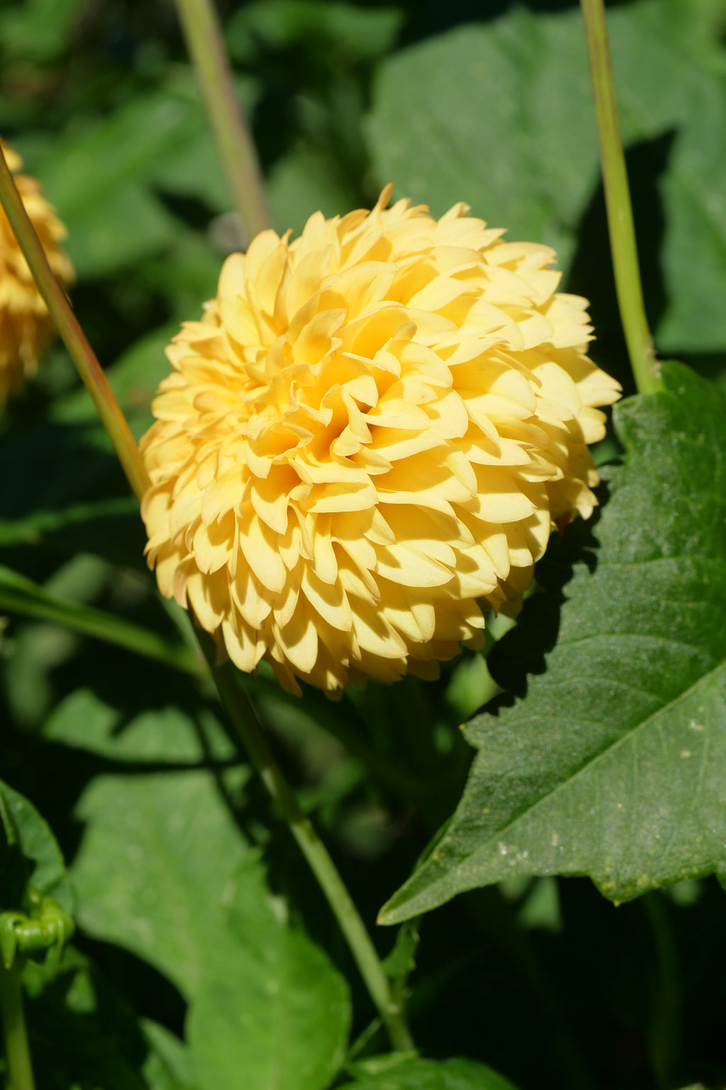 Florelie Dandelion