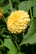 Florelie Dandelion