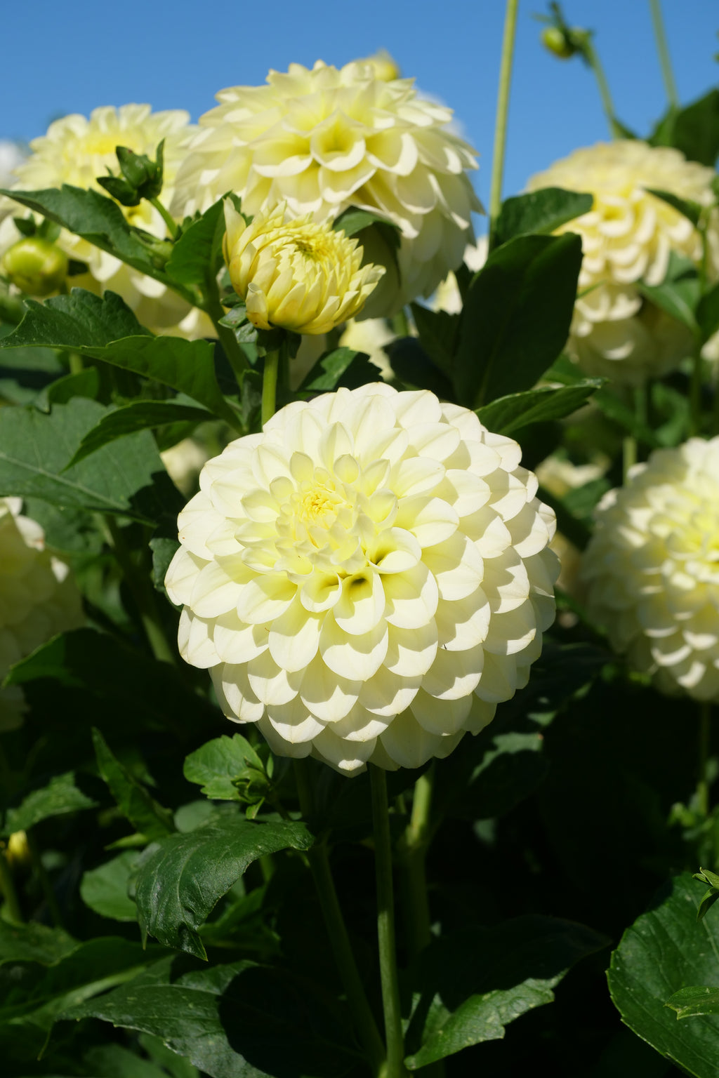 Florelie Limonata