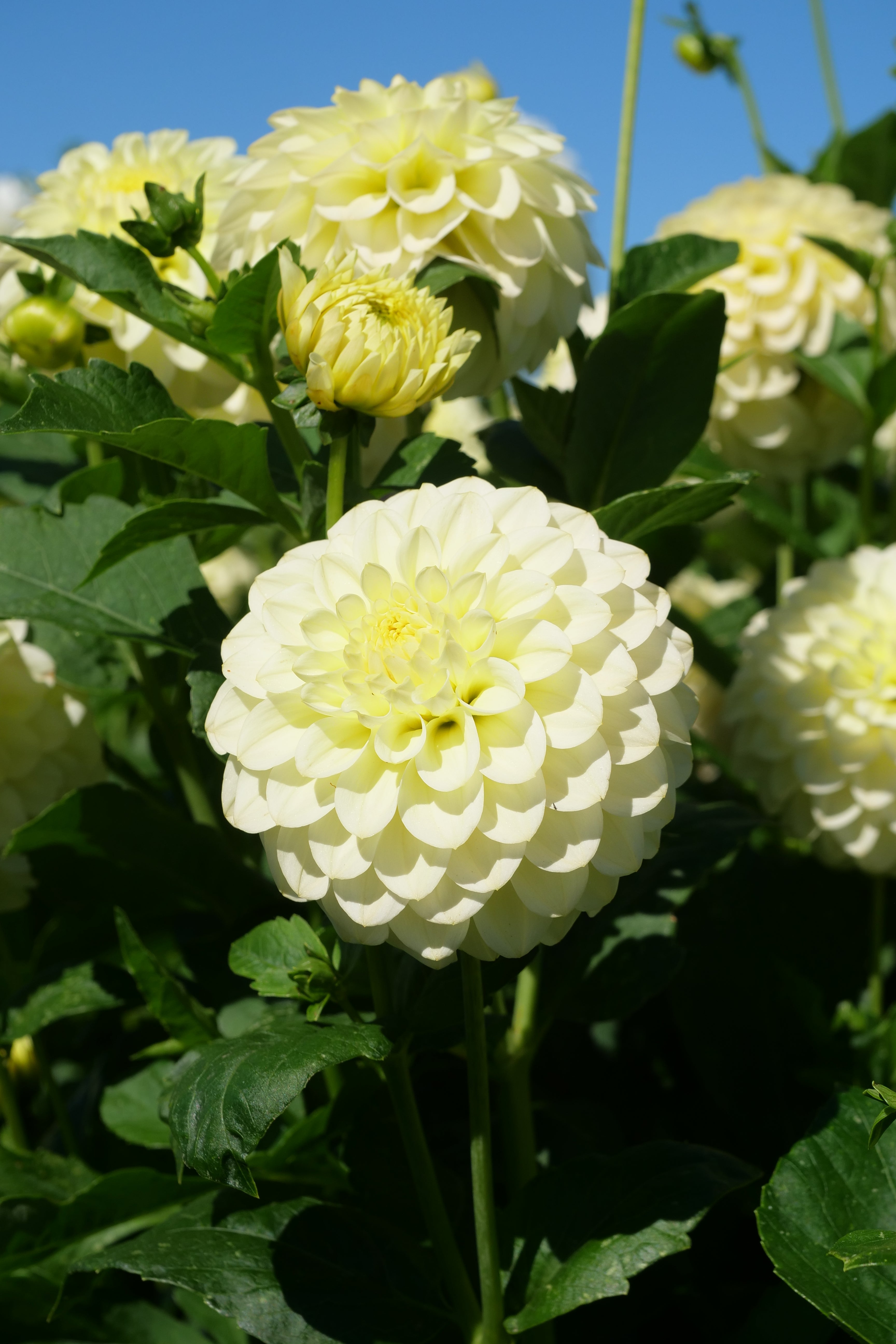 Florelie Limonata