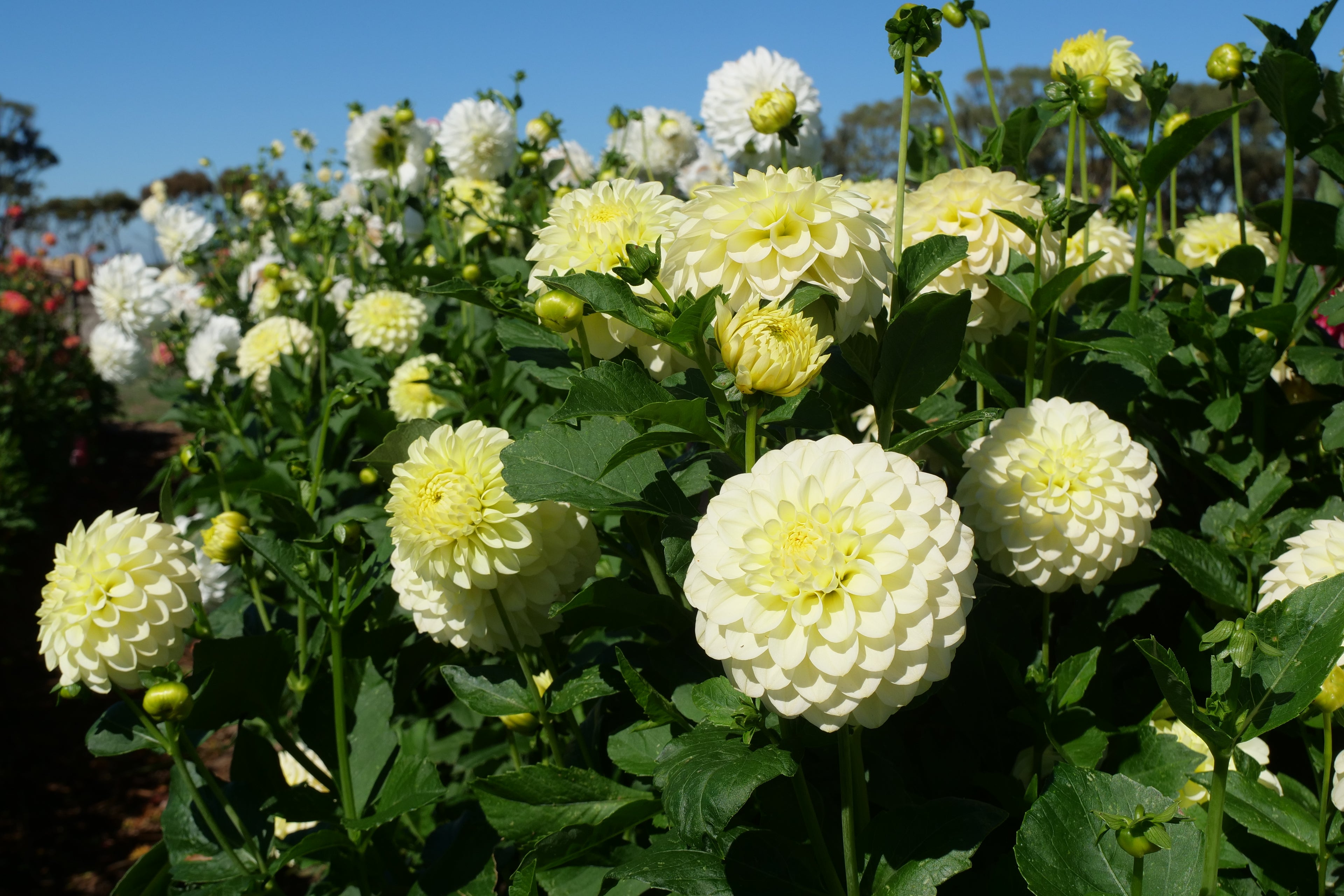 Florelie Limonata