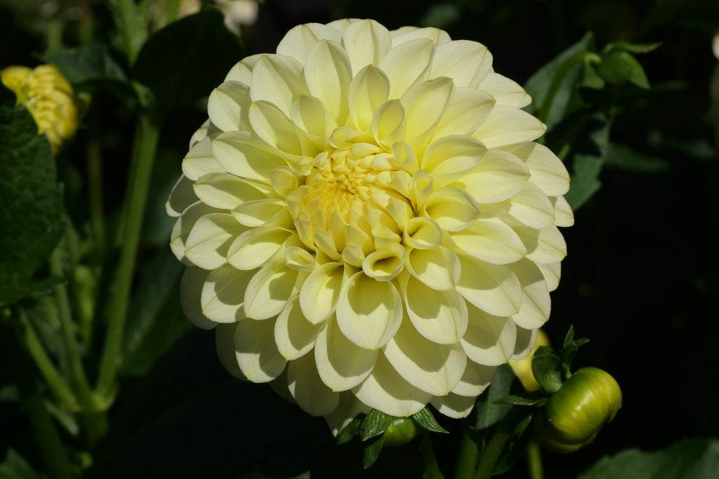 Florelie Limonata