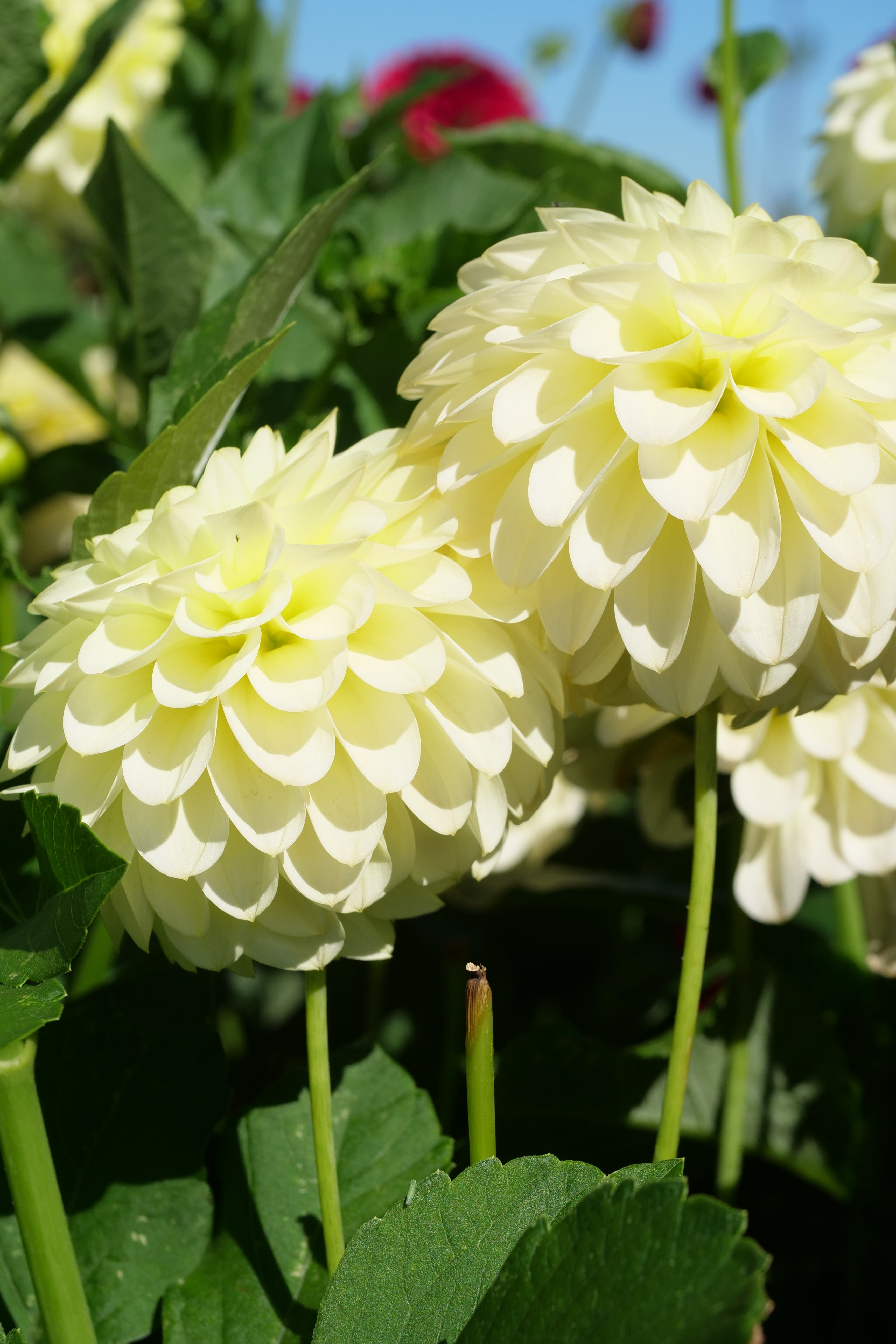 Florelie Limonata