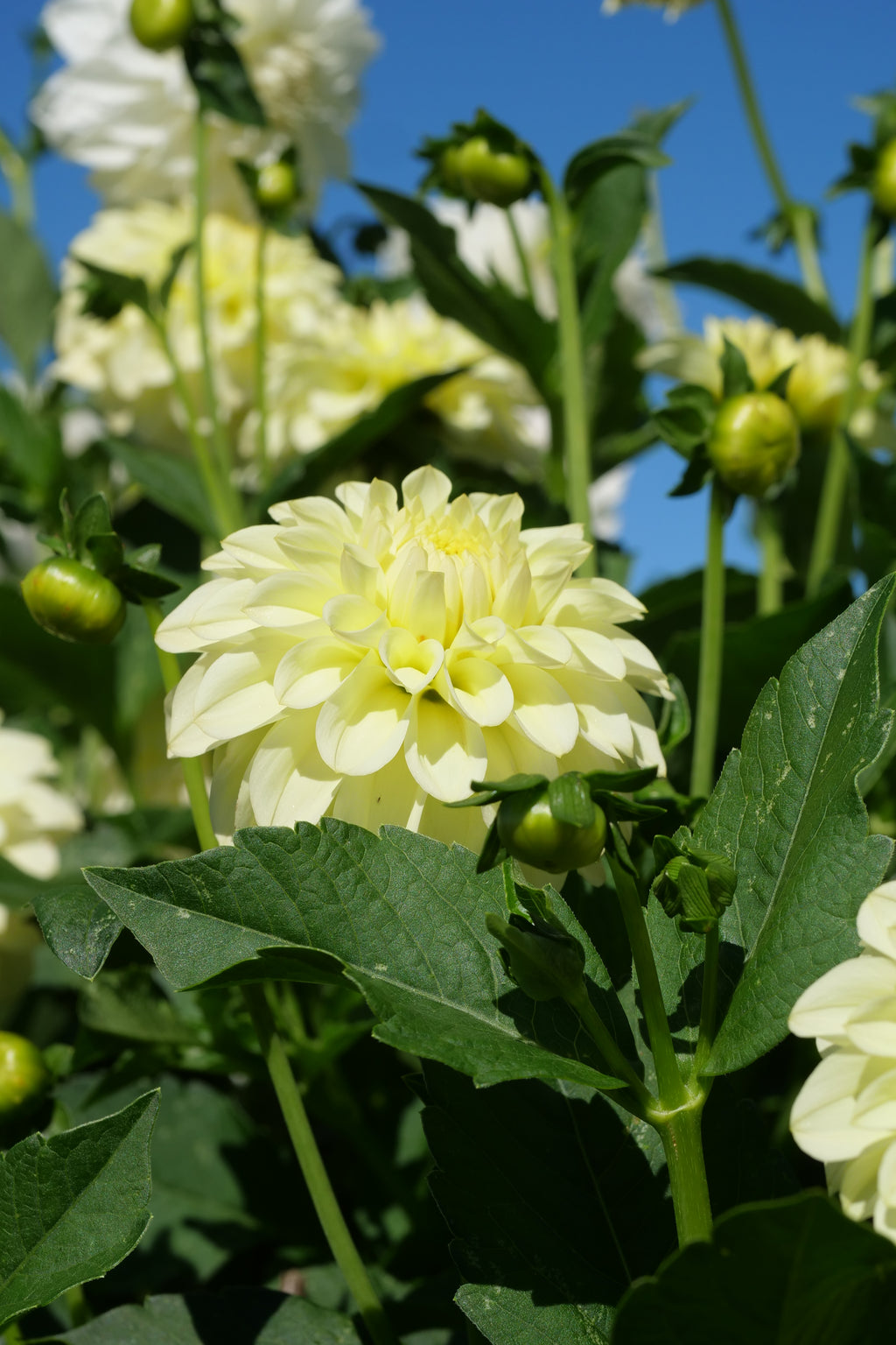 Florelie Limonata