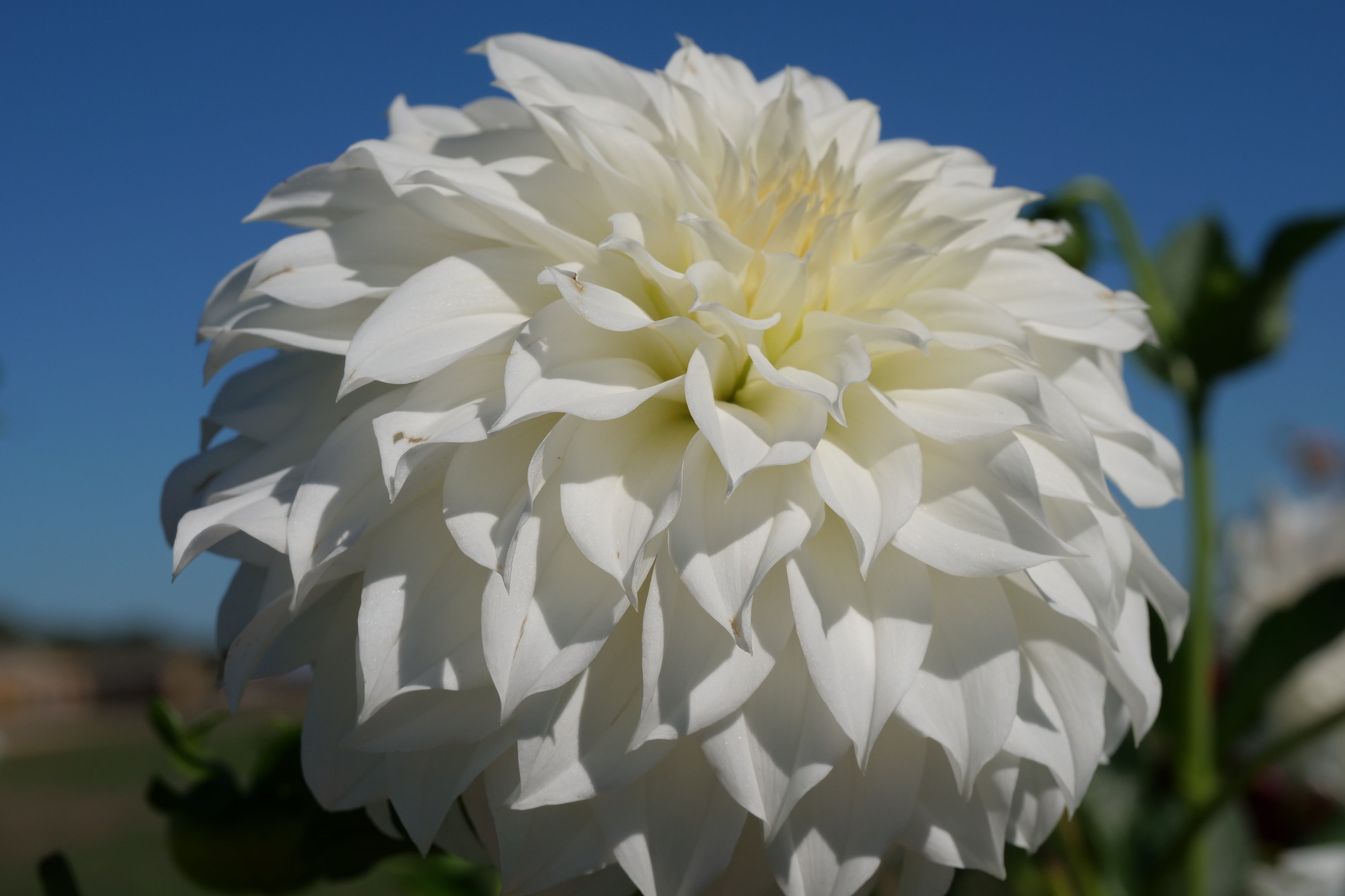 Florelie Whipped Cream