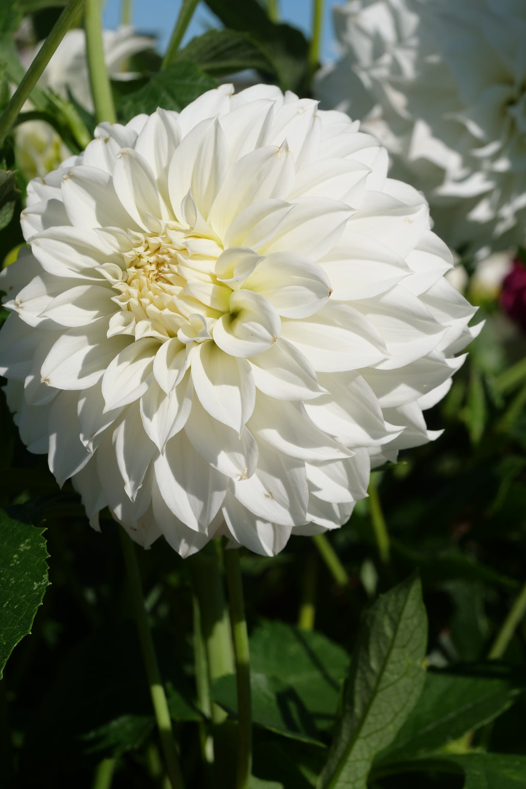Florelie Whipped Cream