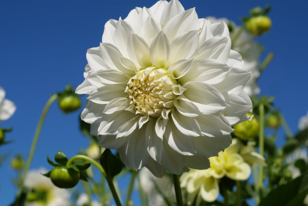 Florelie Whipped Cream